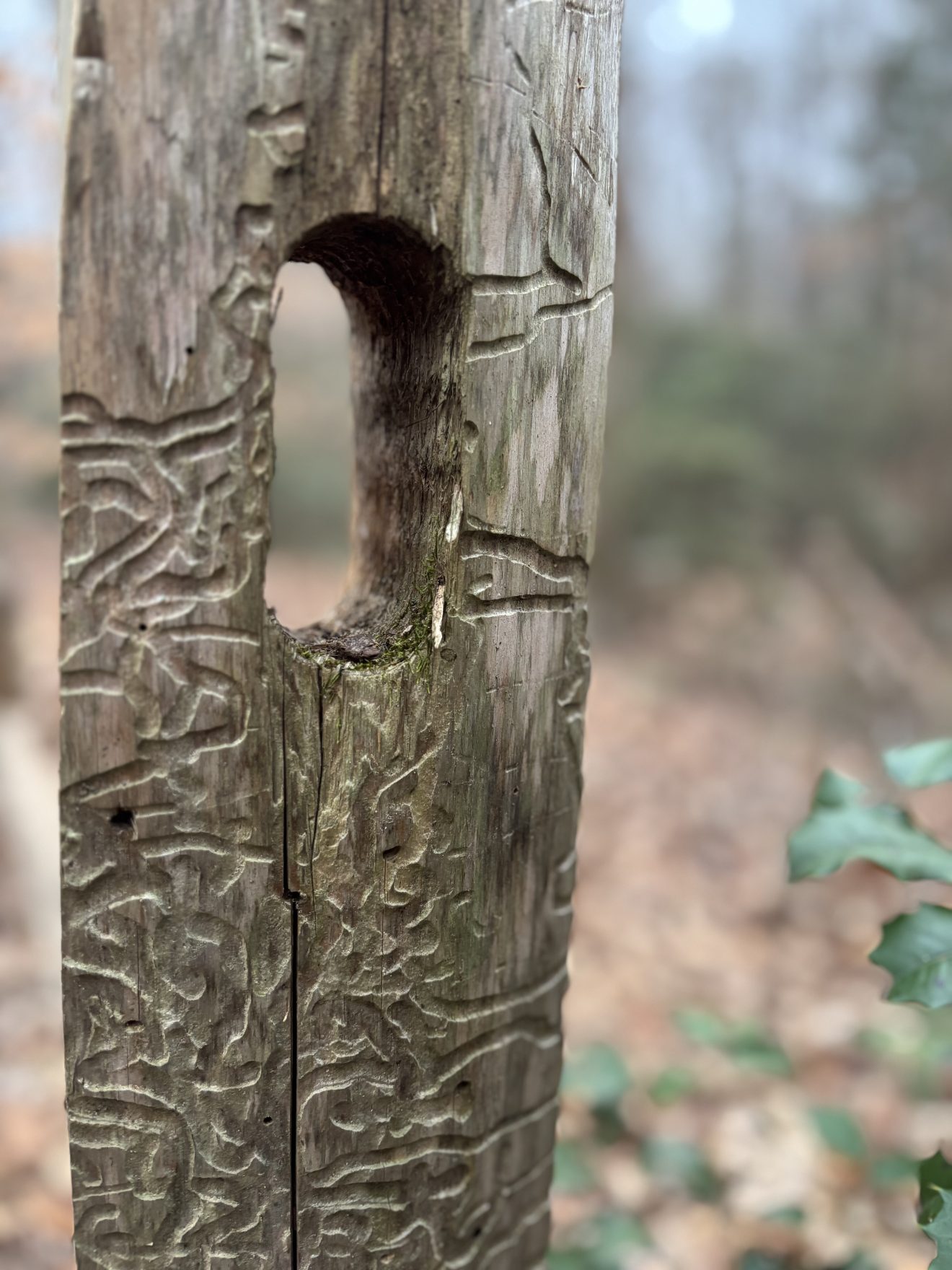 Fence Post in South Carolina