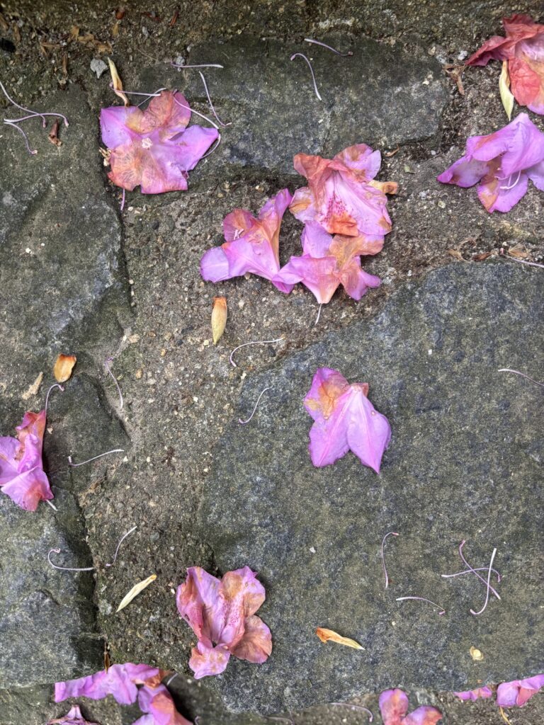 photo of blossoms on the ground, inspiration for next image