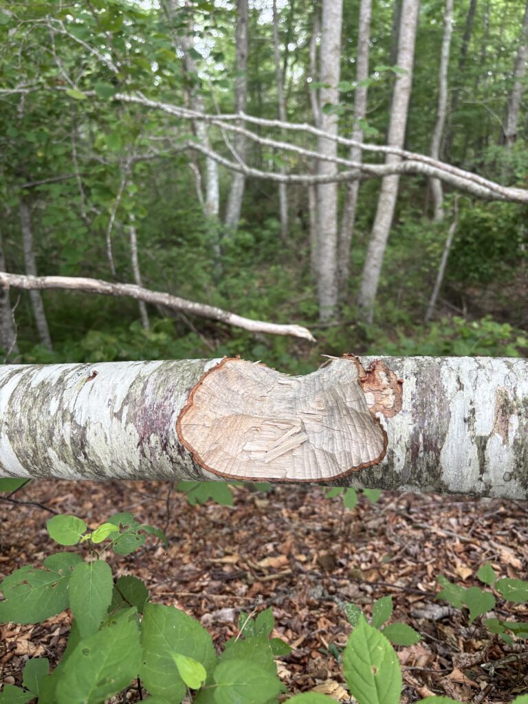 Beaver-chomped birch branch