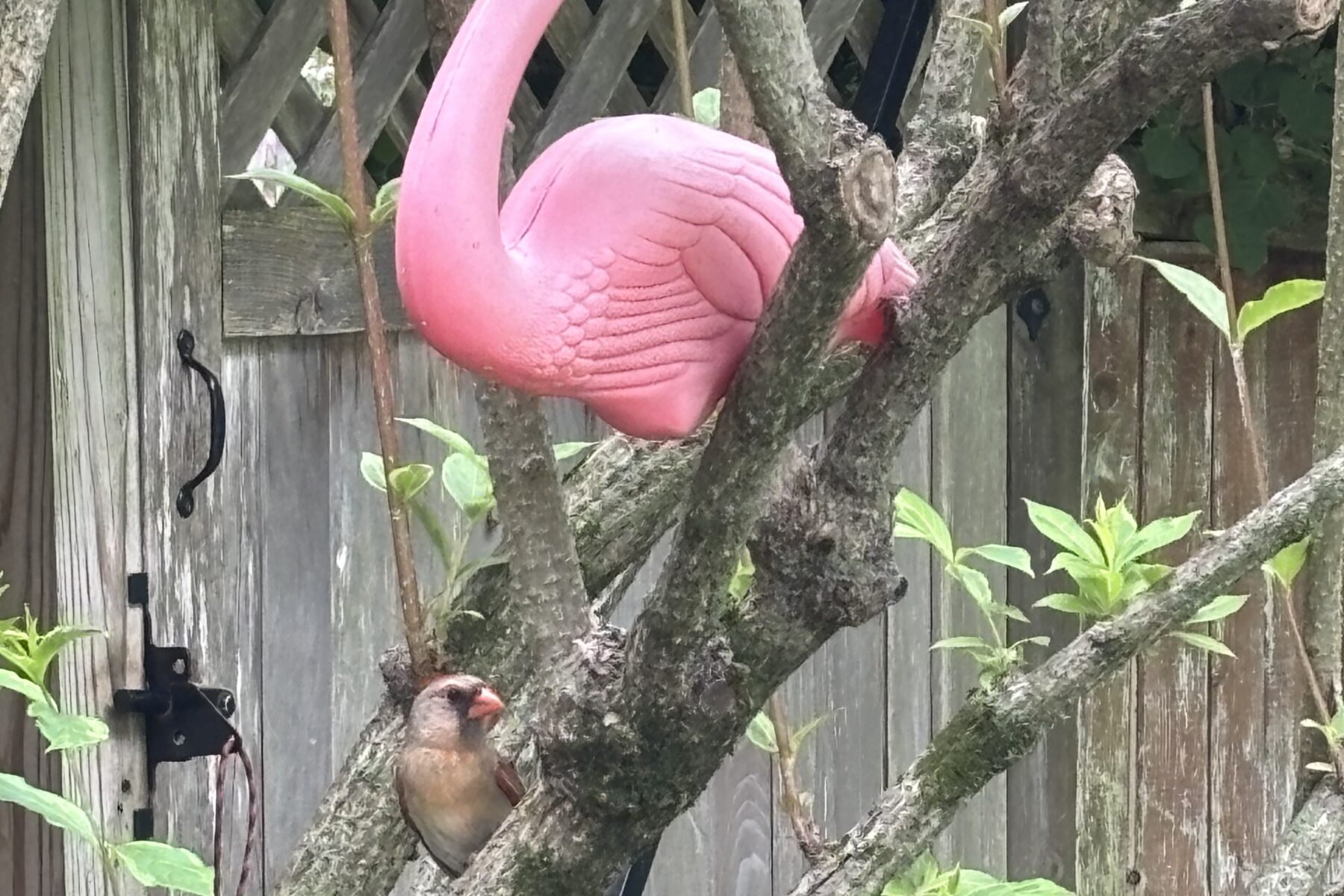 plastic flamingo, female cardinal mom