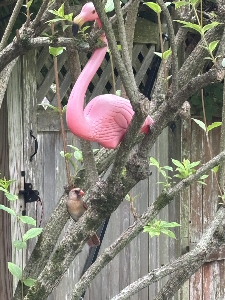 plastic flamingo, female cardinal mom