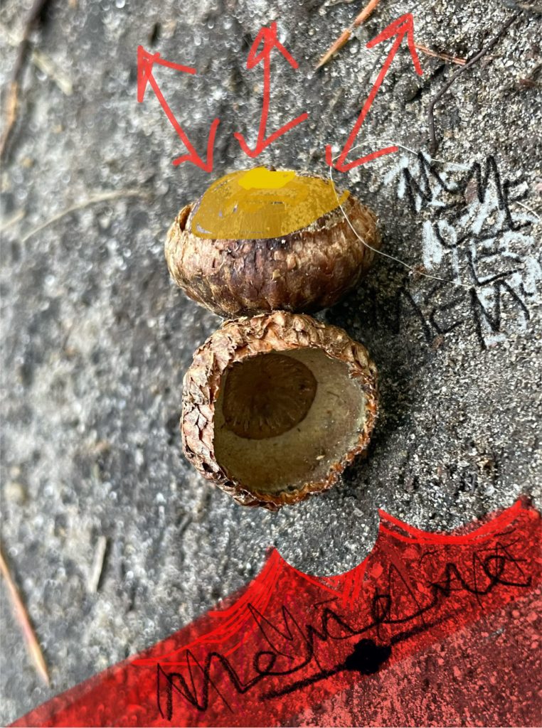 'Fairy Phone' made of acorns
