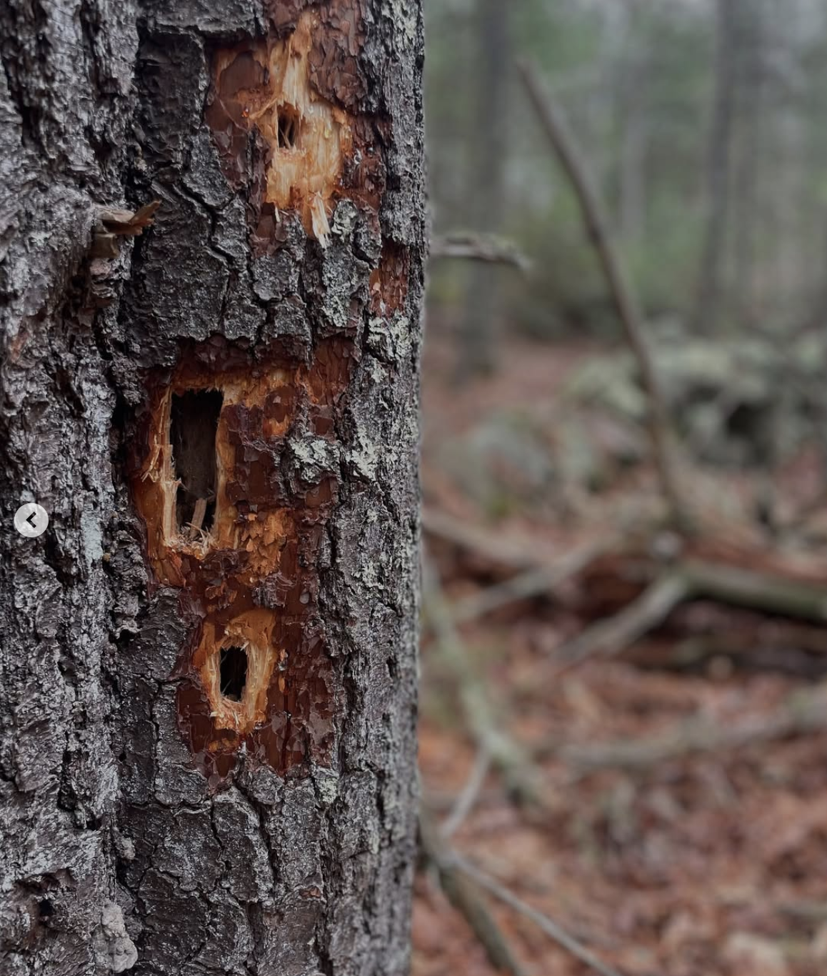 woodpecker-loved up tree trunk