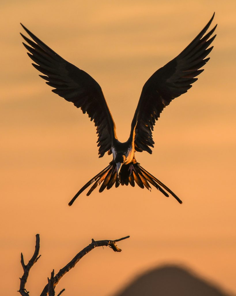 Photo by Chris Sabor